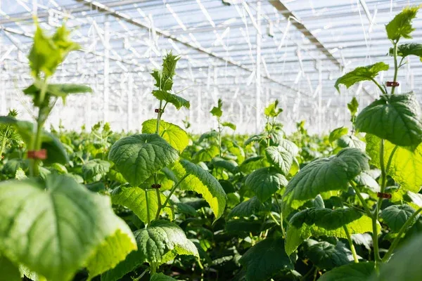 En cultivo in vitro, el equilibrio entre citoquininas y auxinas es clave para formar raíces y brotes saludables.