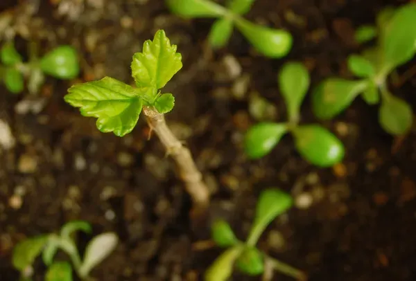 Las citoquininas retrasan el envejecimiento de las hojas, manteniendo la fotosíntesis y la vitalidad de la planta por más tiempo.