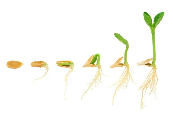 Los tipos de giberelinas activos, como GA3, se usan en productos comerciales para romper la dormancia de semillas y mejorar la germinación, algo clave en cultivos de arroz, cebada y trigo.