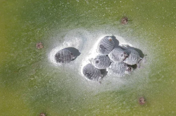 Aunque pequeño y aparentemente insignificante, el Dactylopius coccus es uno de los pocos insectos que ha generado una industria global, siendo un recurso económico fundamental para comunidades rurales en México, Perú y las Islas Canarias.