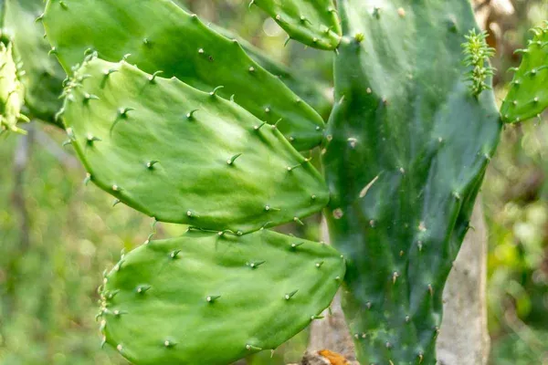 El nopal tiene un sistema natural de defensa: Produce una sustancia pegajosa llamada mucílago, que le ayuda a retener agua y a protegerse de plagas y sequías.