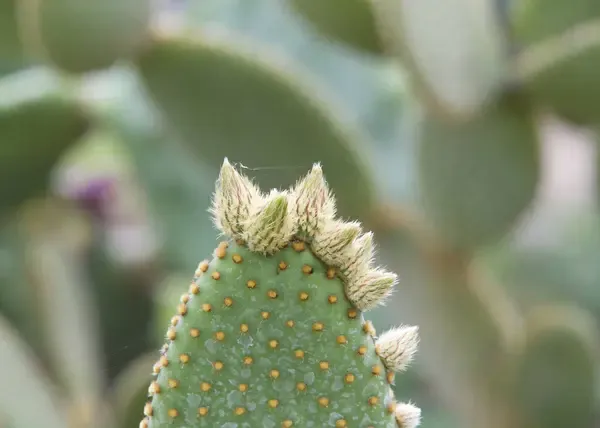 Además de ser resistente y fácil de cultivar, el nopal es rico en fibra, vitaminas y antioxidantes, ¡y ayuda a controlar el azúcar en la sangre!