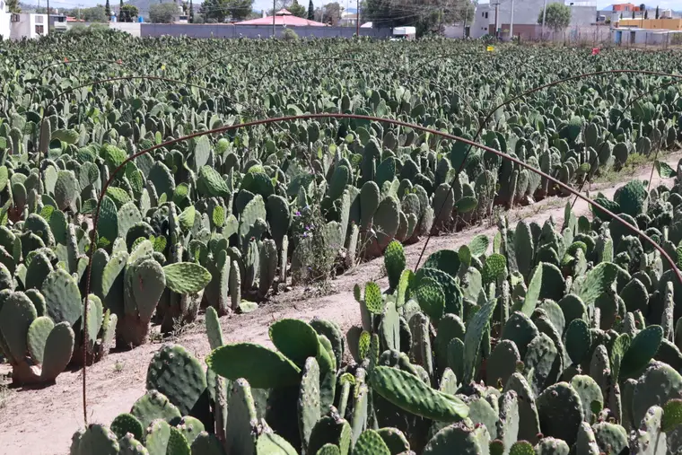 Cultivo de nopal