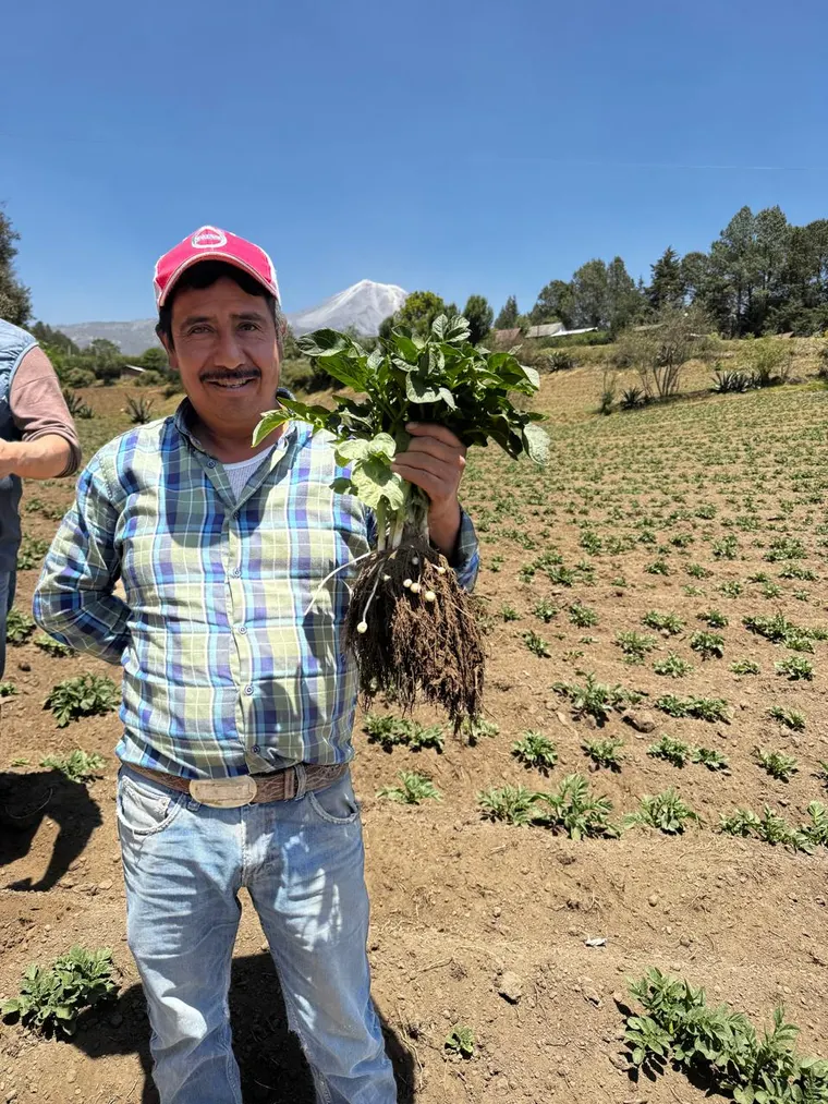 Productor mostrando una planta de papa con tubérculos en formación